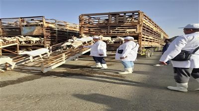 وزير الزراعة يتابع أعمال البعثة البيطرية المصرية للإشراف على الأضاحي بالسعودية