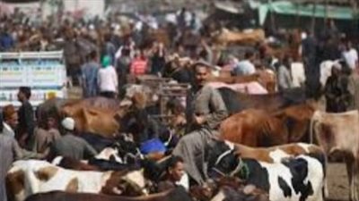 نصب عليهم فى مبالغ مالية.. جهود مكثفة لضبط مستريح المواشى بقنا