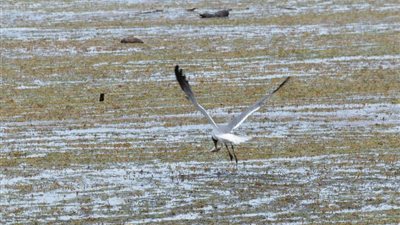 لماذا يزداد المحيط قتامة؟ أسباب مذهلة