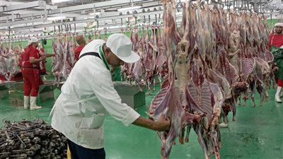 البعثة البيطرية المصرية للهدي والأضاحي تتلقى رسالة شكر من السلطات السعودية