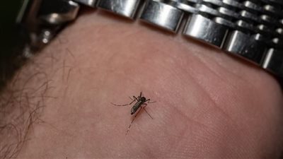 هل يجب أخلاقيًا وعلميًا القضاء على البعوض المزعج؟
