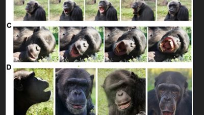 الشمبانزي يُثير حيرة العلماء بعلاقته مع الروبوت