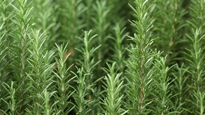 ما السر في عشبة إكليل الجبل وعلاقتها بالدماغ؟