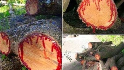 تعرف على سر «شجرة الدماء» فى إفريقيا