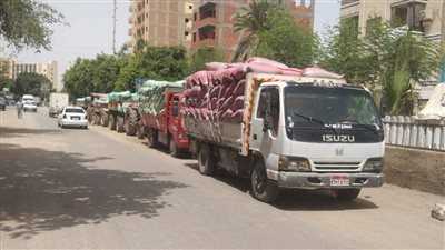 بالتفاصيل.. توريد 507 آلاف طن قمح منذ بدء موسم 2025 بالمنيا 