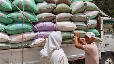 توريد 509 آلاف طن قح  منذ بدء موسم 2025 بالمنيا 