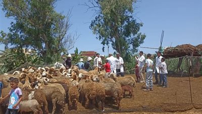 الزراعة تكثف جهود حماية الثروة الحيوانية بقوافل علاجية وحملات التقصٍي الوبائي