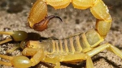 لدغات عقارب وثعبان 