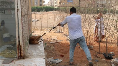 حملة بيطرية لتطعيم الكلاب ضد السعار في مدينة 6 أكتوبر 