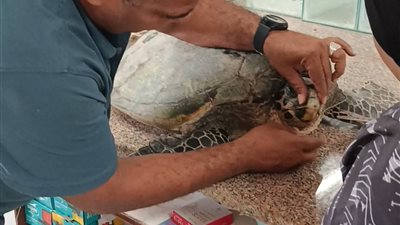 انقاذ سلحفاة بحرية نادرة ابتلعت خيط صيد وإعادتها إلى البحر