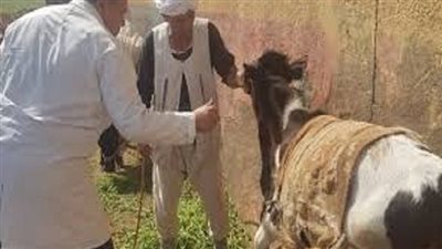 «الزراعة» تطلق 214 قافلة بيطرية مجانية في 176 قرية خلال يونيو الماضي