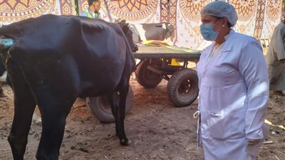 السبت القادم.. انطلاق حملة التحصين ضد مرض الحمى القلاعية بالأقصر