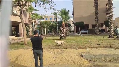 جهاز مدينة 6 أكتوبر: حملة بيطرية لتطعيم الكلاب ضد السعار في مدينة 6 أكتوبر