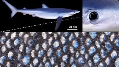 ما العلاقة بين القرش الأزرق والحرباء؟.. اكتشاف علمي مذهل