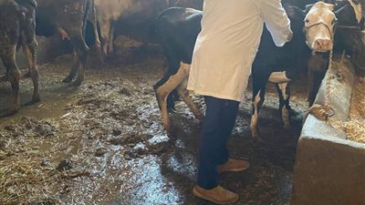 تحصين 25603 في الحملة القومية الثانية ضد مرض الحمى القلاعية بالدقهلية