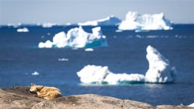 اكتشاف أقدم سلالة معروفة من الكلاب المستأنسة