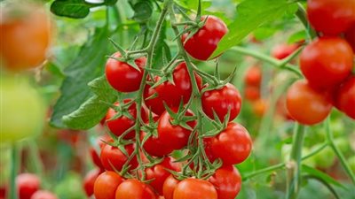 أزمة في الطماطم.. بكتريا قاتلة تنتشر بالفاكهة الأشهر عالميًا