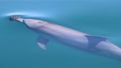 كيف تحولت الدلافين إلى مهرجي المحيطات؟