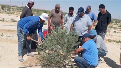 خبراء بحوث الصحراء يواصلون جولاتهم لدعم مزارعي سيناء ضمن مبادرة 