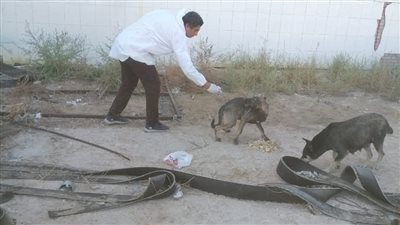 مديرية الطب البيطري تشن حملة لتطعيم الكلاب بلقاح السعار على شاطئ بورفؤاد