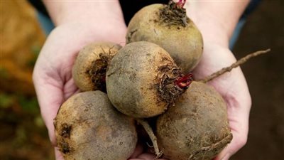 هذا النوع من الخضروات يمكن أن يخفض ضغط الدم