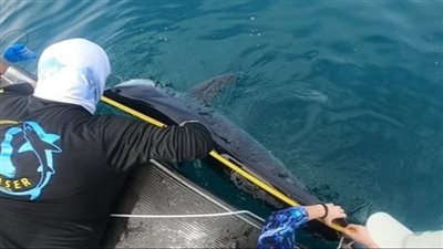 كيف تساعد أسماك القرش في التنبؤ بالأعاصير؟