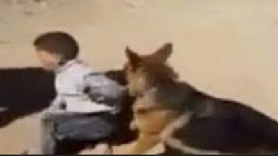 إصابة طفل عقره كلب ملك سيدة بالشيخ زايد 