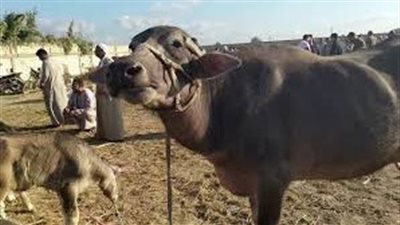 هل تجب الزكاة في البقر والجاموس؟، أمينة الفتوى تجيب