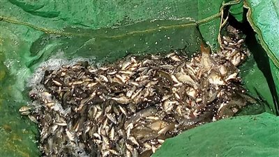 جهاز حماية وتنمية البحيرات والثروة السمكية يواصل تنفيذ خطة دعم المخزون السمكي 