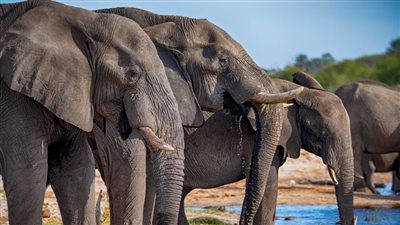 الأفيال تحاول التواصل مع البشر منذ سنوات.. ماذا تريد أن تقول؟