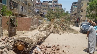 استجابة سريعة من حي حلوان بعد حادثين متزامنين لسقوط أشجار (صور) 