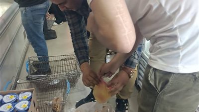  إعدام 55 كجم من الأغذية غير الصالحة خلال حملة للسلامة الغذائية بالروضة