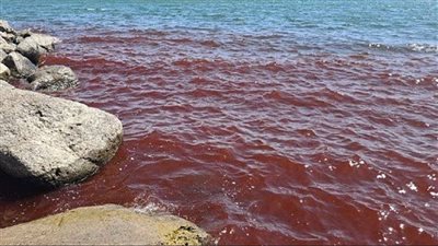هل يكون عقاب آلهي.. تحول مياه البحر في إسرائيل إلى لون الدم؟