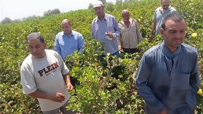 الإرشاد الزراعي ينفذ 462 ندوة إرشادية لتوعية المزارعين في المحافظات 