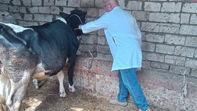 تحصين 177551 في الحملة القومية الثانية ضد مرض الحمى القلاعية بالدقهلية 