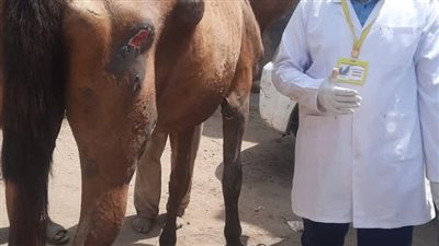قافلة بيطرية مجانية تصل إلى النواصرية لعلاج الماشية ودعم المربين