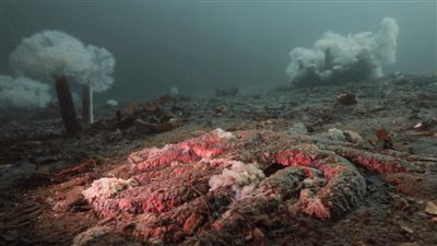 وباء غامض اجتاح المحيط الهادئ تحولت معه سمكة نجم البحر لكائنات لزجة