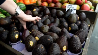 كيف تساهم ثمرة الأفوكادو في الحماية من أمراض القلب؟