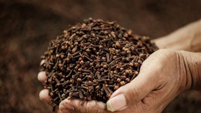 فائدة صحية عظيمة لتوابل القرنفل.. تعرف عليها