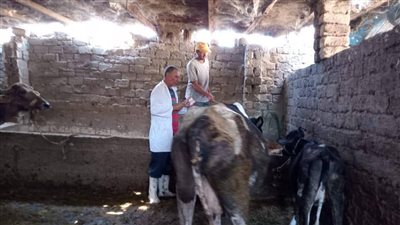 تحصين 10110 رؤوس ماشية في أول أيام انطلاق حملة الحمى القلاعية بالدقهلية 