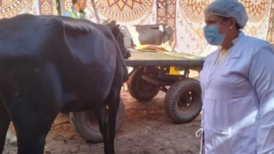 «بيطرى الأقصر» تكشف موعد حملات تحصين الحيوانات ضد الأمراض