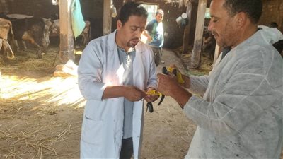 الطب البيطري يواصل حملة التحصين ضد الحمى القلاعية SAT1 في قرى دمياط