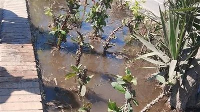 متابعة مكثفة من محافظ الغربية لحملات النظافة والتشجير بمدن ومراكز المحافظة 