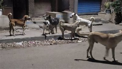كلاب ضالة تهاجم مواطن في شارع رايل بحلوان.. ظاهرة تهدد حياة المصريين