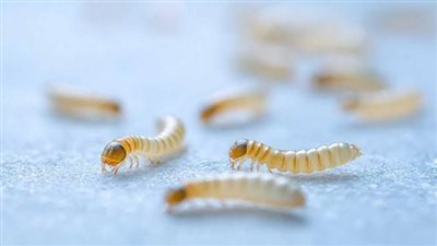 اكتشاف أول إصابة بشرية للدودة الحلزونية الآكلة للحوم لمسافر قادم من السلفادور بأمريكا.. التفاصيل