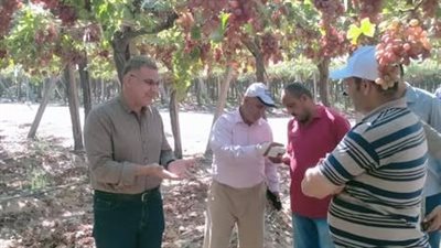 «الزراعة» تطلق حملات مكثفة لمكافحة ذباب الفاكهة استعدادًا لموسم الموالح