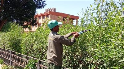 بالصور.. «مدينة الأقصر» تشن حملة لقص وتهذيب الأشجار وسط المدينة