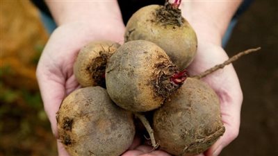 مهم لكبار السن.. فائدة مذهلة لعصير الشمندر 