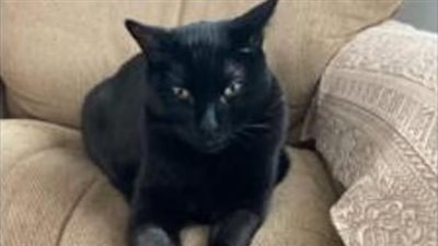 هل تكون القطط وسيلة لعلاج سرطان الرأس لدى البشر؟