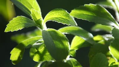 هل يساعد الشاي في علاج السرطان؟ بحث جديد يكشف الحقيقة